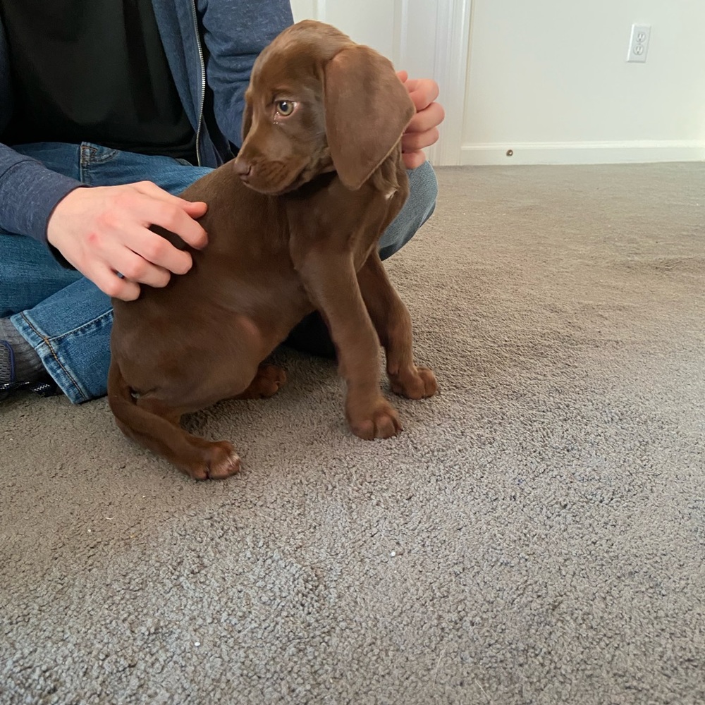 Meet Bailey Part 2 — - Picture 4 of 16